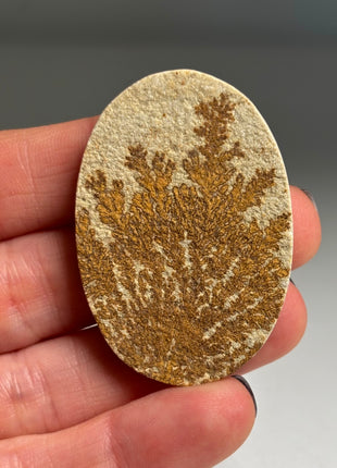 Dendritic Flower on Limestone from Germany