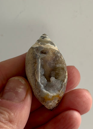 12 Pieces ! Fossilized Spiralite Quartz Shells