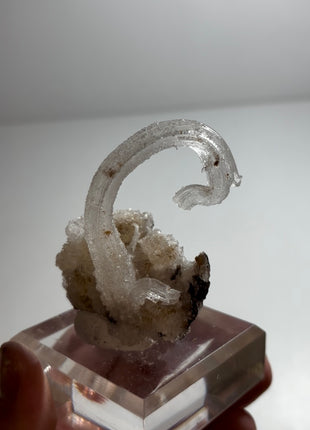 Magical ! Rams Horn Selenite on Matrix