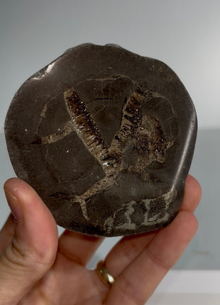 Septarian Barite Geode from France