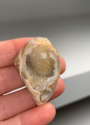 New ! 12 Pieces Fossilized Spiralite Quartz Shells - Lot # 2