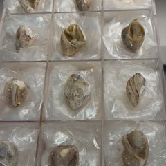 Collection image for: Spiralite Quartz Shells