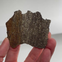 Collection image for: Pyritized Petrified Wood