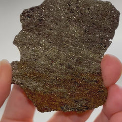 Collection image for: Pyritized Petrified Wood